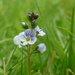 Speedwell? by countrylassie