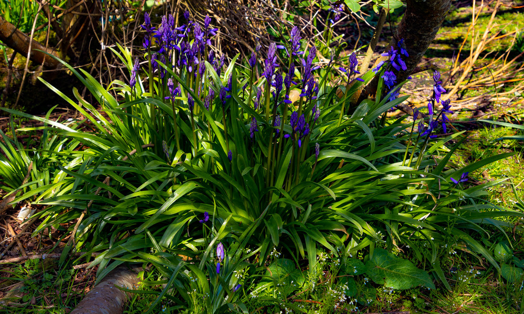 Bluebells by lifeat60degrees