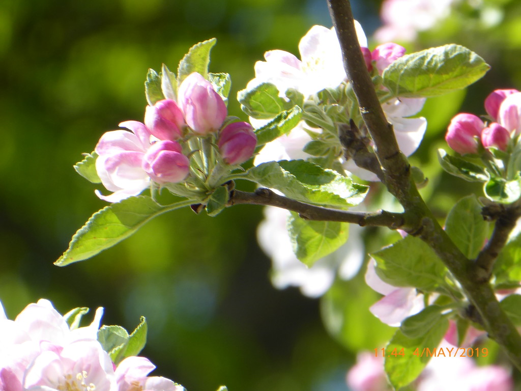Apple blossom.. by snowy