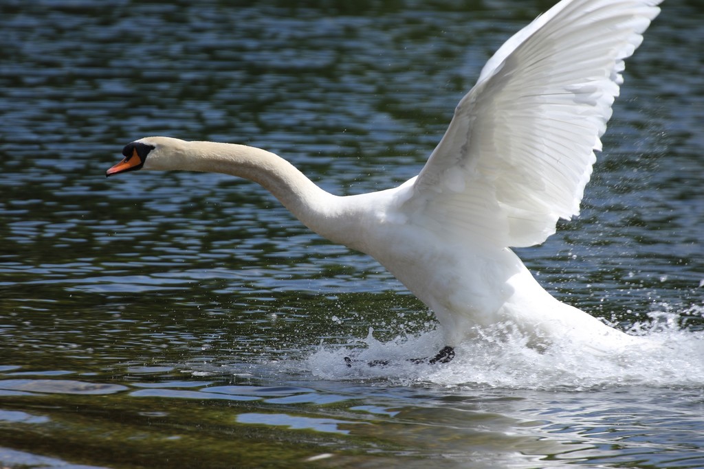 Swan at his antics! by bizziebeeme