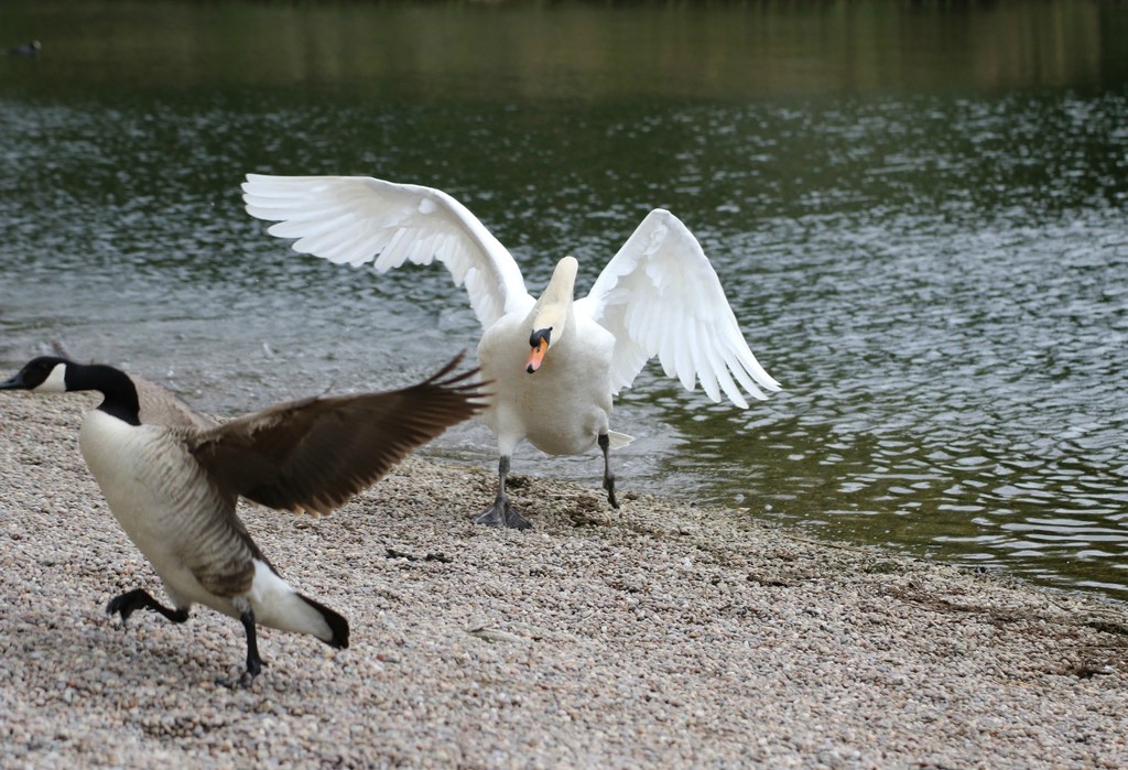 Swan chasing goose!! by bizziebeeme
