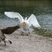 Swan chasing goose!! by bizziebeeme