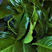 5th May 2019 - New leaves Unfurling ~  