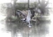 4th May 2019 - Osprey with fish