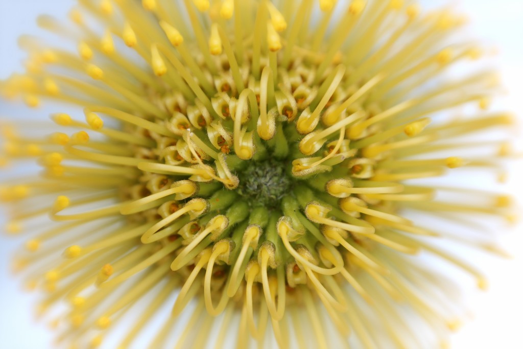 Pincushion Flower by paintdipper
