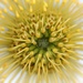 Pincushion Flower by paintdipper