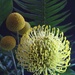 Yellow Pincushion Flower by paintdipper