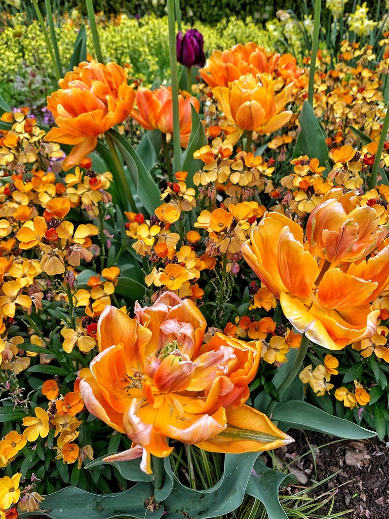 Orange flowers.  by cocobella