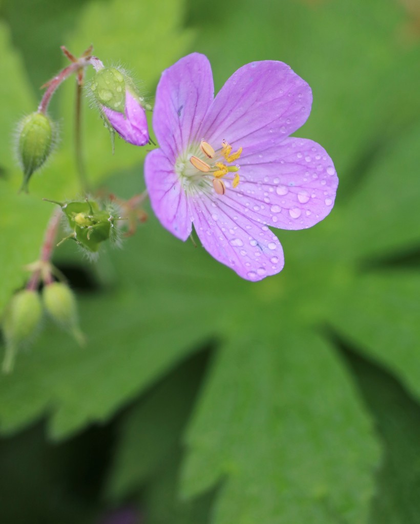 May 4: Hardy Geranium by daisymiller