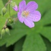 May 4: Hardy Geranium by daisymiller