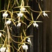 Orchid flowers look like flying birds by randystreat