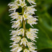 Dwarf Virginia Sweetspire Blooms by kvphoto