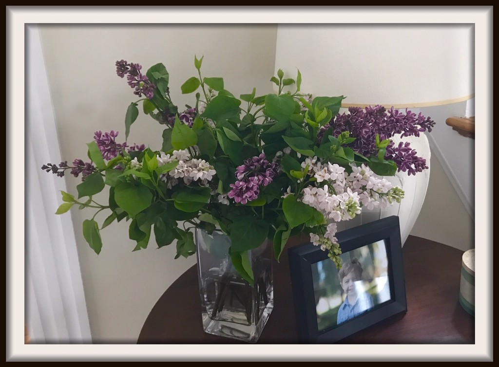 When Lilacs Last in the Dooryard Bloomed by allie912