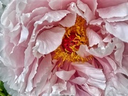 5th May 2019 - peonie