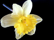 5th May 2019 - My first daffodil 