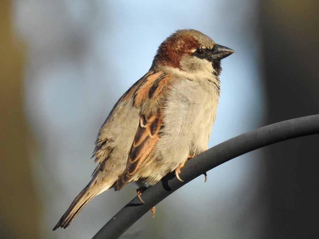 House sparrow by amyk