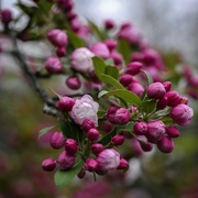 4th May 2019 - Crab Apple color