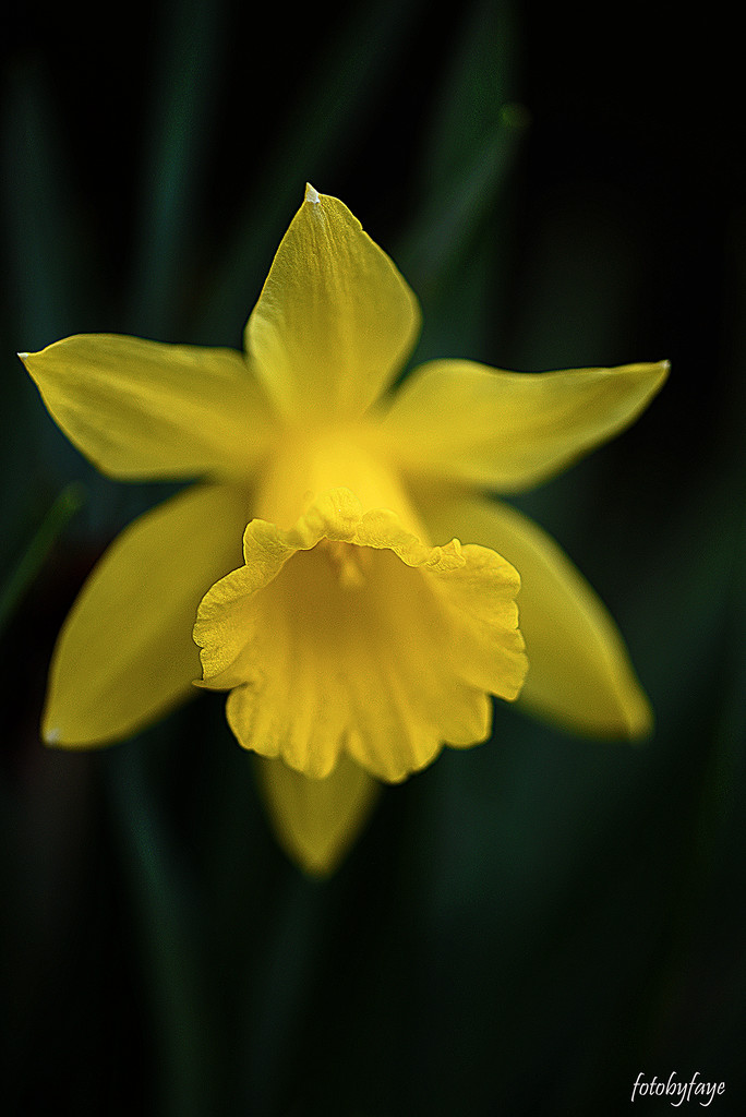Daffodil by fayefaye