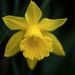 Daffodil by fayefaye
