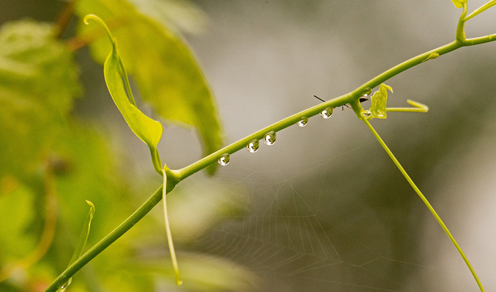Vine and Water Drops! by rickster549