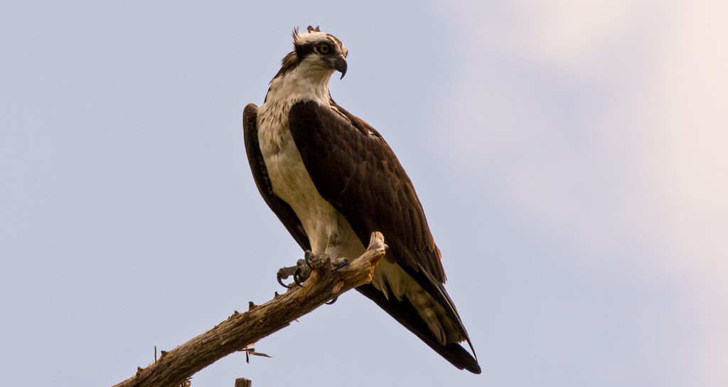 Osprey on His Perch! by rickster549