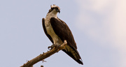 4th May 2019 - Osprey on His Perch!