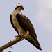 Osprey on His Perch! by rickster549