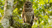 4th May 2019 - Mr Barred Owl Watching for Dinner!