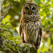 Mr Barred Owl Watching for Dinner! by rickster549