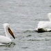 White Pelicans by jin1x