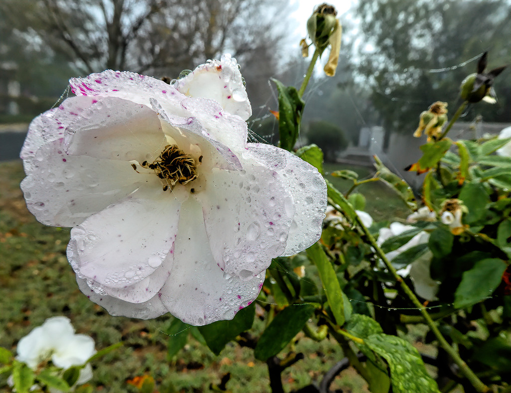 Fog and dew on my roses by ludwigsdiana