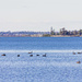 swans by corymbia