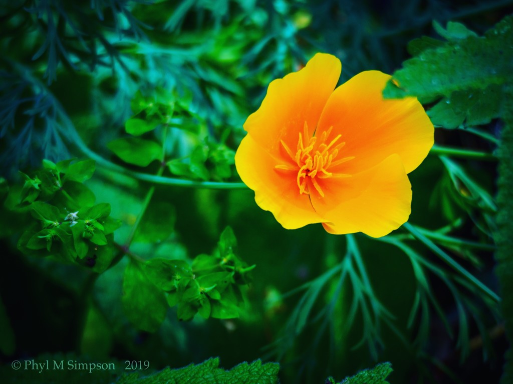 California Poppy & State Flower by elatedpixie
