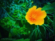 4th May 2019 - California Poppy & State Flower