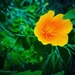 California Poppy & State Flower by elatedpixie