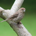 Young House Finch by cjwhite
