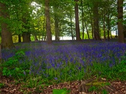 5th May 2019 - BlueBell Wood
