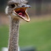 Ostrich by kgolab