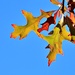 Autumn leaves by kiwinanna