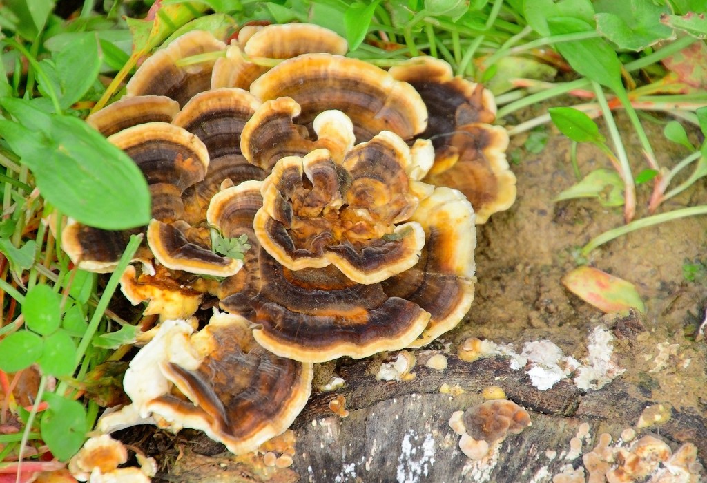Fungi  by kiwinanna