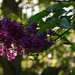 Lilac by parisouailleurs