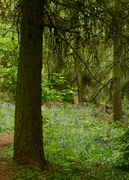 5th May 2019 - The magic of our bluebell wood