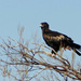  Wedge Tail Eagle by judithdeacon