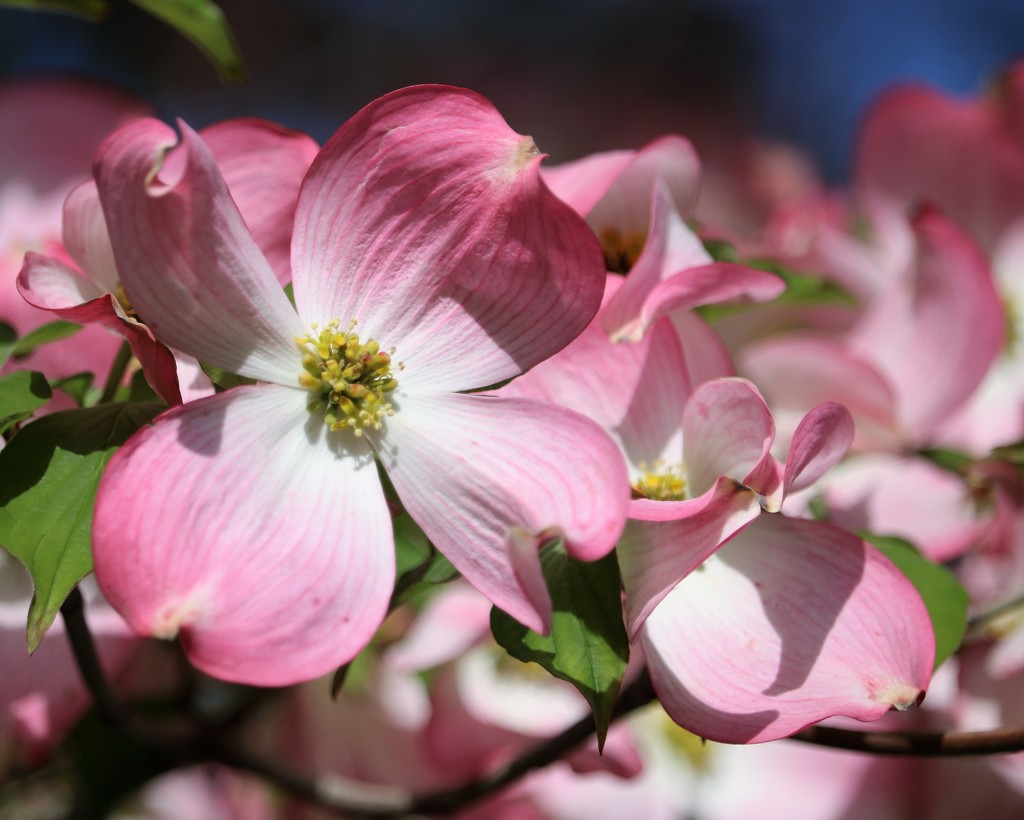 May 5: Dogwood by daisymiller