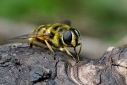 5th May 2019 - HOVER-FLY - ONE 