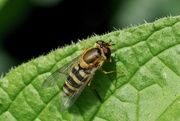 5th May 2019 - HOVER-FLY - TWO