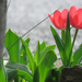 Two Tulips by seattlite