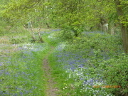 5th May 2019 - Walking along  the bluebell woods....