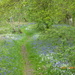 Walking along  the bluebell woods.... by snowy