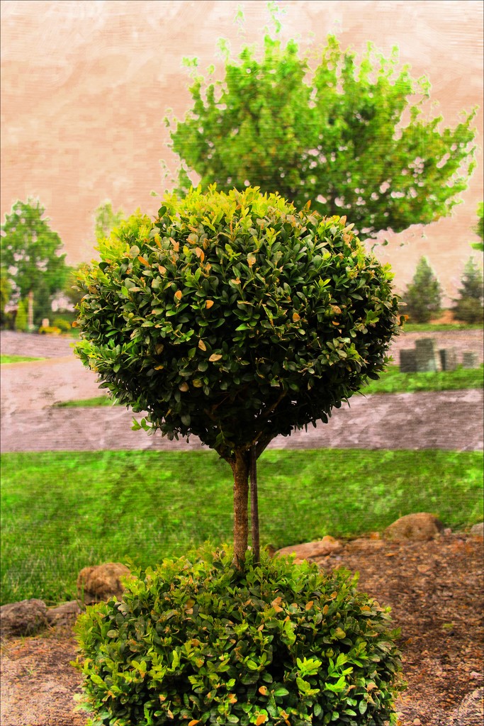Topiary by digitalrn